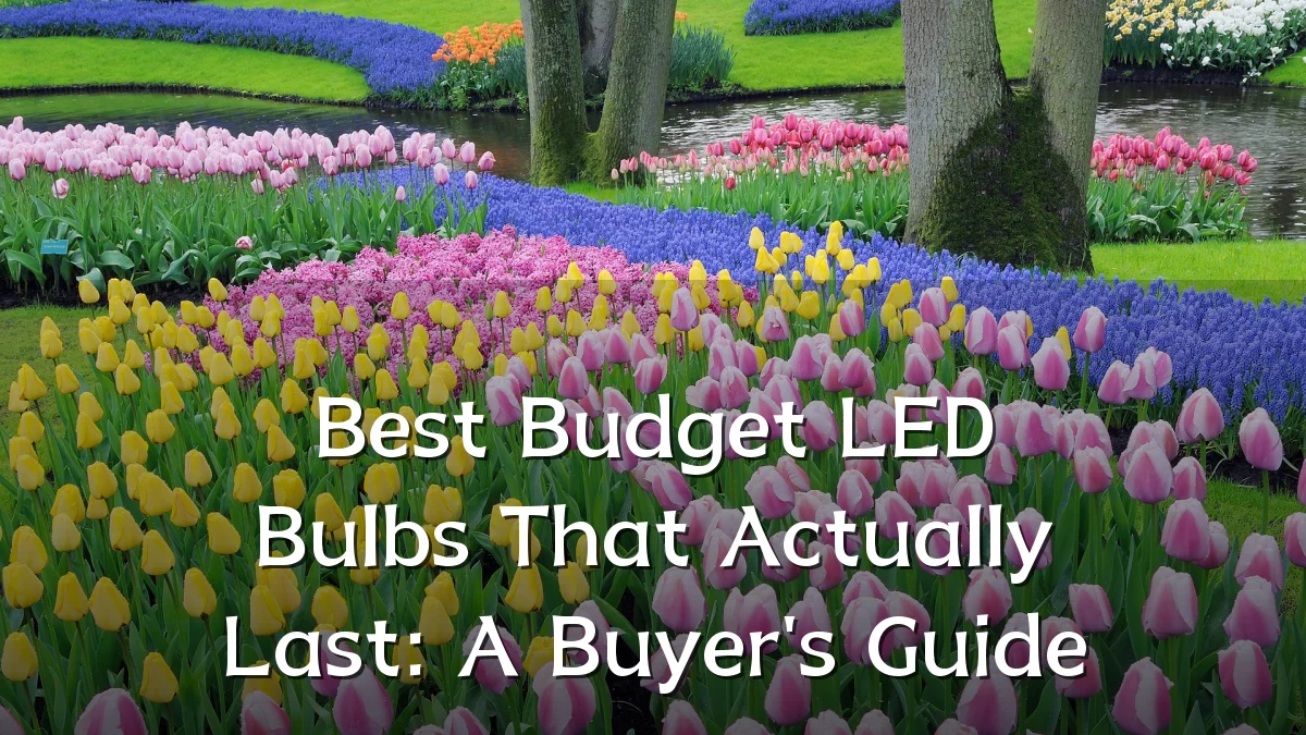 Best Budget LED Bulbs That Actually Last: A Buyer's Guide