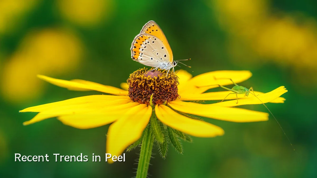 Recent Trends in Peel